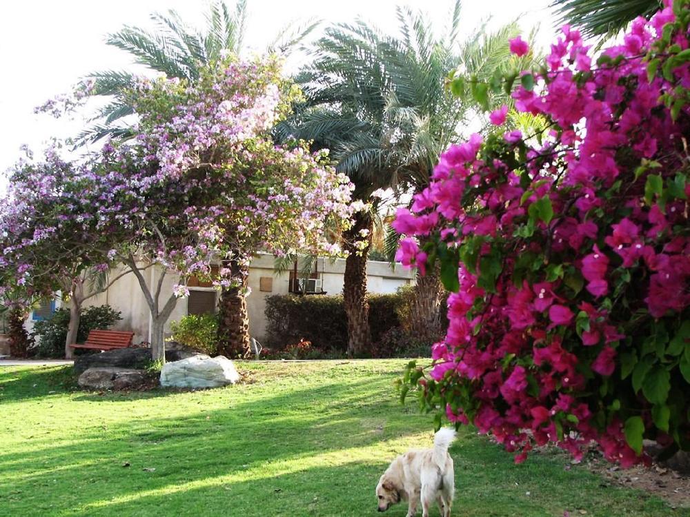 Eilot Kibbutz Country Lodging Ejlat Exteriér fotografie